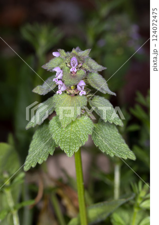 ヒメオドリコソウ 124072475