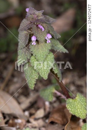 ヒメオドリコソウ ヒメオドリコソウ 124072477