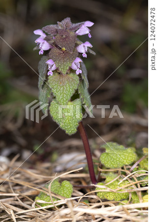 ヒメオドリコソウ 124072478