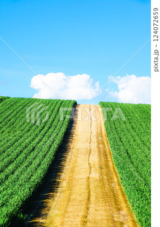 青空と雲と北海道美瑛町の初夏の風景 青空と雲と北海道美瑛町の初夏の風景 124072659