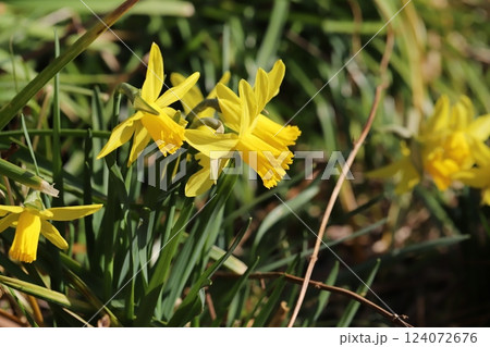 春の庭に咲く黄色いラッパズイセンの花 124072676
