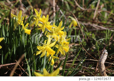 春の庭に咲く黄色いラッパズイセンの花 春の庭に咲く黄色いラッパズイセンの花 124072677