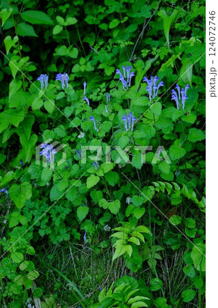 丘の立浪草咲く　【相模原市津久井　5月】 124072746
