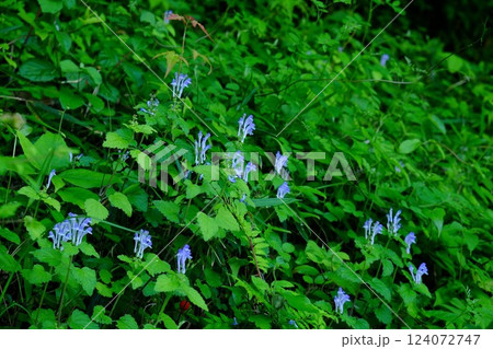 土手に咲く丘の立浪草 【相模原市津久井 5月】 土手に咲く丘の立浪草 【相模原市津久井 5月】 124072747