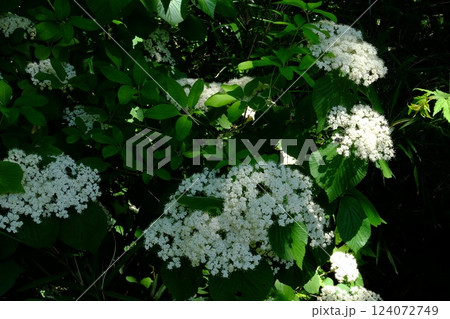 ガマズミの花咲く　【相模原市津久井　5月】 124072749