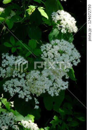 ガマズミの白い花 【相模原市津久井 5月】 ガマズミの白い花 【相模原市津久井 5月】 124072750