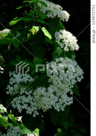 木漏れ日の白いガマズミの花咲く　【相模原市津久井　5月】 124072751