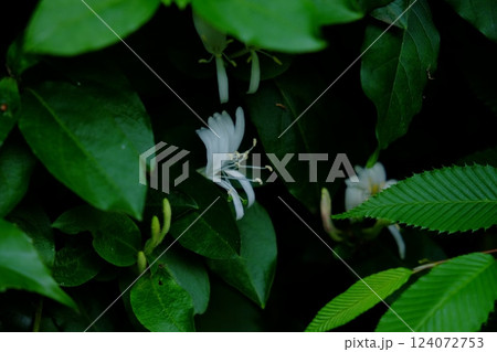 白いスイカズラの花咲く 【相模原市津久井 5月】 白いスイカズラの花咲く 【相模原市津久井 5月】 124072753