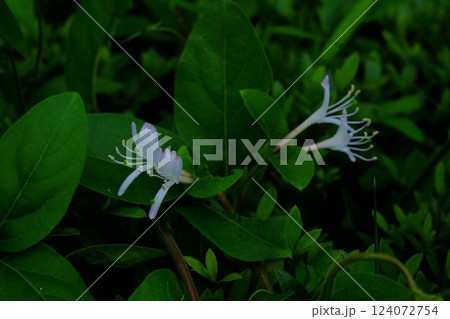 スイカズラの白い花咲く 【相模原市津久井 5月】 スイカズラの白い花咲く 【相模原市津久井 5月】 124072754
