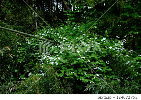 竹林のマタタビの白い葉　【相模原市津久井　5月】 124072755