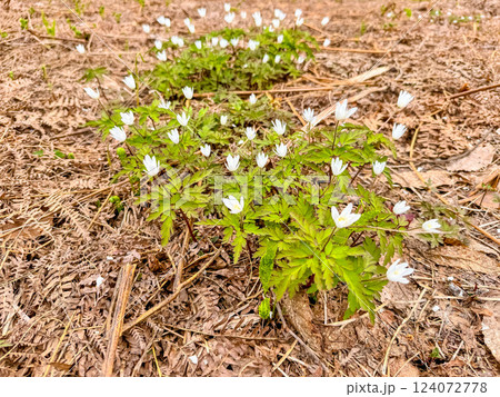 春の山に咲く白い花～菊咲一華～ 124072778