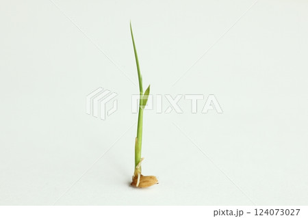 種もみの発芽と成長 124073027