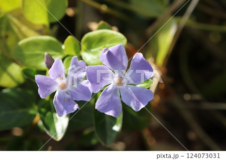 早春の庭に咲く薄紫色のツルニチニチソウの花 早春の庭に咲く薄紫色のツルニチニチソウの花 124073031