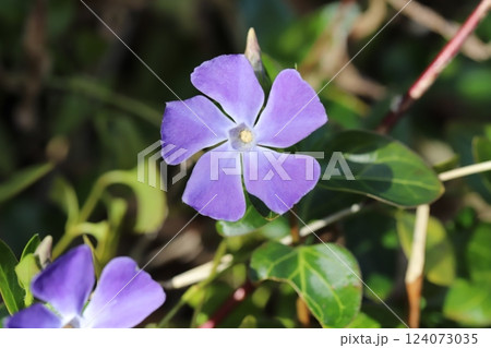 早春の庭に咲く薄紫色のツルニチニチソウの花 124073035