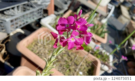 ピンクのストックの花 124073051