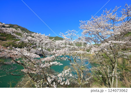 【高知県】晴天の大渡ダム公園の満開の桜 124073062