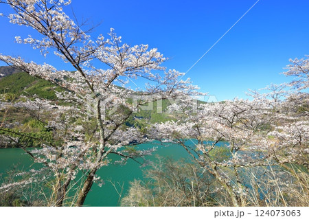 【高知県】晴天の大渡ダム公園の満開の桜 【高知県】晴天の大渡ダム公園の満開の桜 124073063