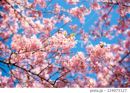 伊勢崎市みらい公園 124073127