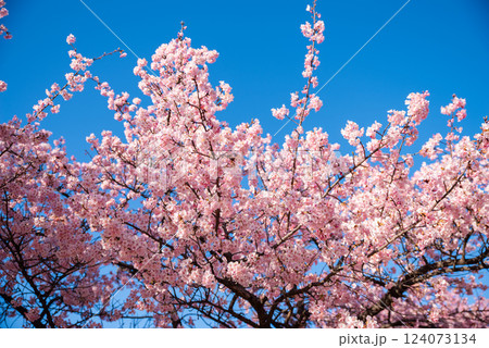 伊勢崎市みらい公園 伊勢崎市みらい公園 124073134