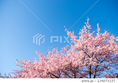 伊勢崎市みらい公園 124073137