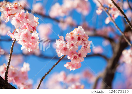 伊勢崎市みらい公園 伊勢崎市みらい公園 124073139