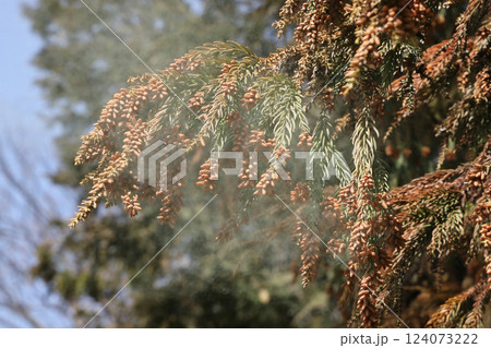 スギ花粉 124073222