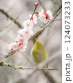梅の花の蜜を吸うメジロ 124073233