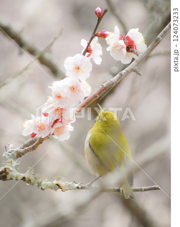 梅の花の蜜を吸うメジロ 124073233