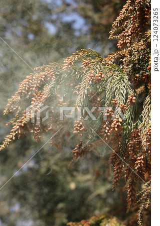 スギ花粉 124073265