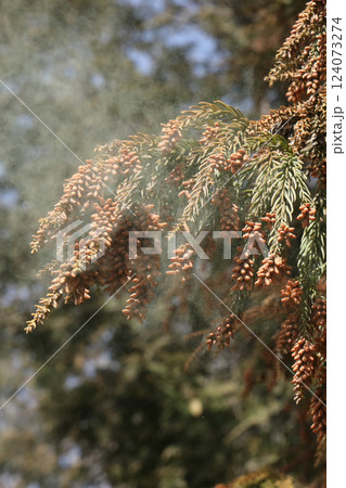 スギ花粉 124073274