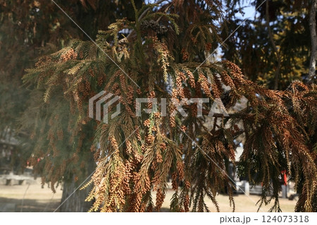 スギ花粉 124073318