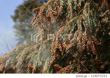 スギ花粉 124073331