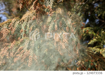 スギ花粉 124073336