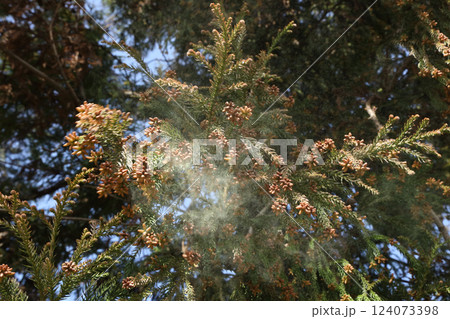 スギ花粉 スギ花粉 124073398