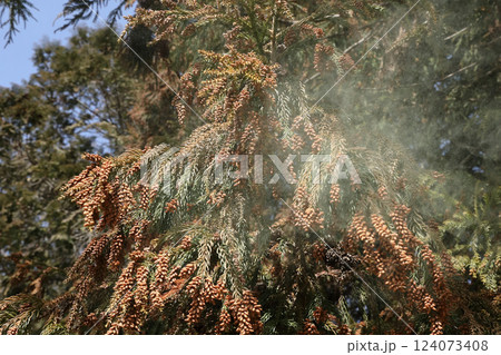 スギ花粉 124073408