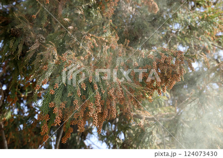 スギ花粉 124073430