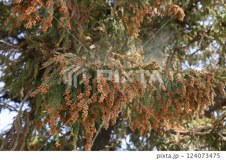 スギ花粉 124073475
