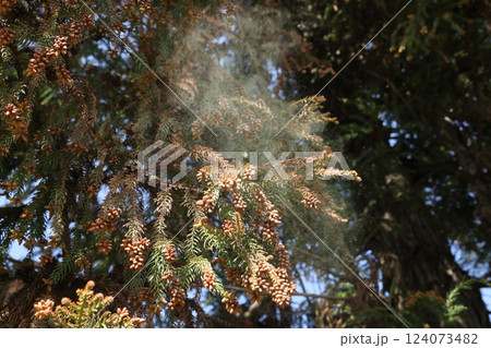 スギ花粉 スギ花粉 124073482