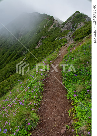 高山植物咲く南アルプス・荒川中岳への登山道 124073540