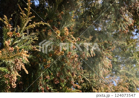 スギ花粉 スギ花粉 124073547