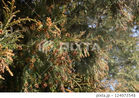 スギ花粉 スギ花粉 124073548