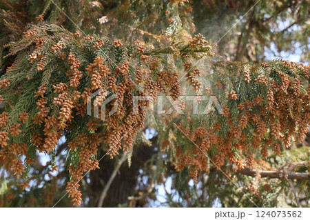 スギ花粉 スギ花粉 124073562