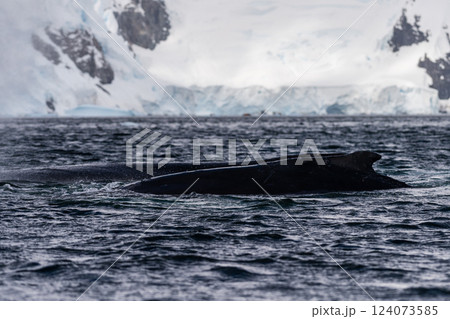 Close-up of the back and dorsal fin of a humpback whale Close-up of the back and dorsal fin of a humpback whale 124073585
