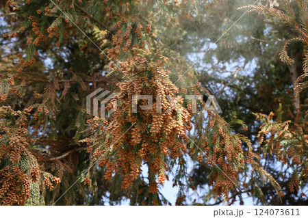 スギ花粉 124073611