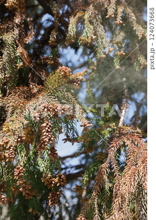 スギ花粉 スギ花粉 124073668