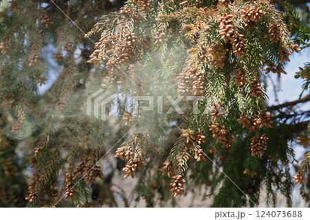 スギ花粉 124073688