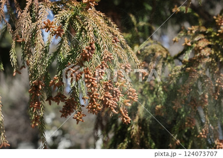 スギ花粉 スギ花粉 124073707