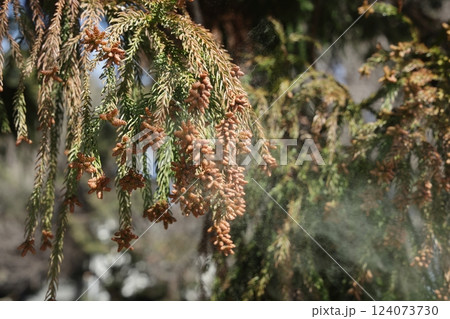 スギ花粉 124073730