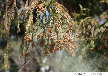 スギ花粉 124073832