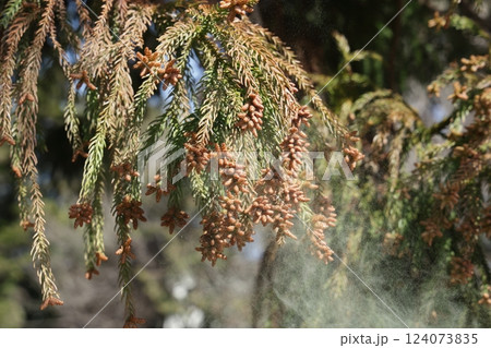 スギ花粉 スギ花粉 124073835